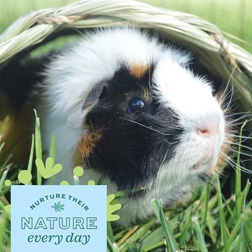 Oxbow Timothy Hay Tunnel, Guinea Pig Hideout, Rabbit & Bunny Tunnel, Edible | Guinea Pig Tunnel, Timothy Club, Timothy Hay, Rabbit Tunnel, Edible, Hand-Woven, Guinea Pig Enrichment, Rabbit Enrichment - color: Green, size: 9.45x7.48x6.10 Inch (Pack of 1)