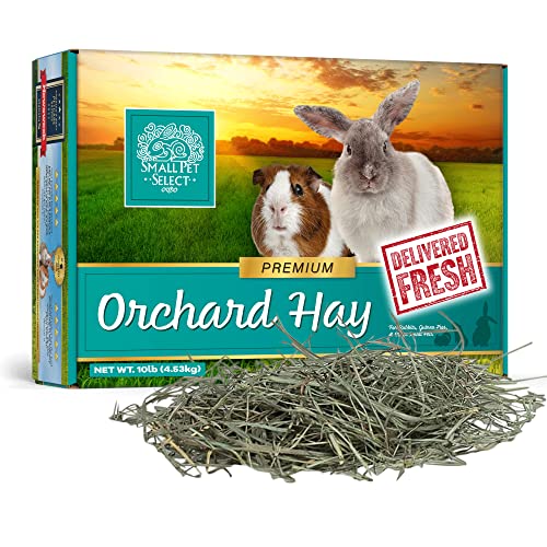 Small Pet Select Orchard Grass Hay Pet Food for Rabbits, Guinea Pigs, Chinchillas and Other Small Animals, Premium Natural Hay Grown in the US, 10 LB | Premium Natural Grass Hay, Grown in USA, Soft High Fiber Forage, For Chinchillas, Bunnies, Hamsters & S