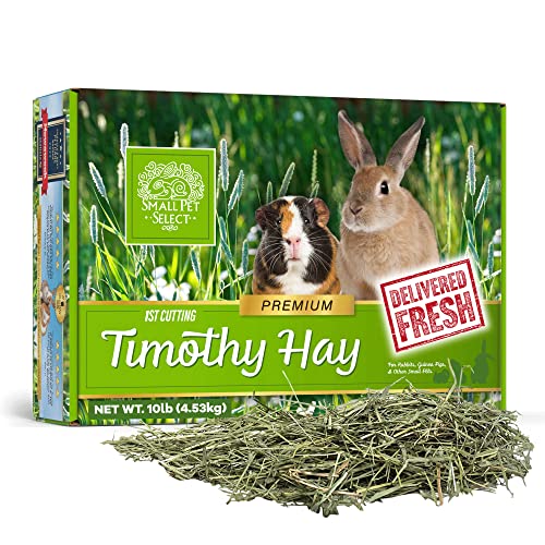 Small Pet Select 1st Cut Timothy Hay Pet Food for Rabbits, Guinea Pigs, and Other Small Animals, Easy to Store Box, 10 LB | High Fiber Natural Hay, Grown in USA, Long Coarse Strands for Dental Wear, For Chinchillas, Hamsters, Bunnies & Small Pets - size: