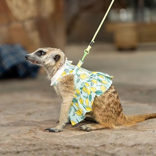 SMOLKITH Rabbit Clothes - Bunny Adjustable Summer Lemon Print Dress with Leash, Small Animal Apparel for Walking - Fits Meerkats, Chinchillas, Guinea Pigs, Marmots and More - color: Summer Lemon Print Dress