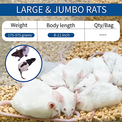 MiceDirect 10 Frozen Rat Combo Pack 5 Larges and 5 Rat Jumbo Feeders Snake Food (9-11 in)(450 Grams Min) - size: 9-11 in (Pack of 10)