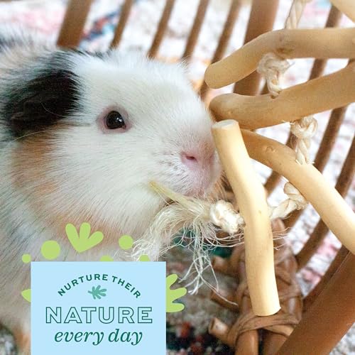 Oxbow Natural Dangly Party Pack, Rabbit & Guinea Pig Toys, Enrichment | Rabbit Chew Toys, Guinea Pig Enrichment, Guinea Pig Chew Toys, Rabbit Enrichment, Natural Materials, Small Pet Accessories - style: Dangly Pack