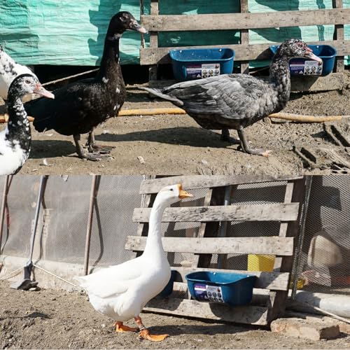 Goovilla Chicken Feeder Waterer, Hanging or Screw-in, 2 Pack 5 Quart, Blue | With Clips and Screws, Goat Feeding Supplies, Duck Piglet Sheeple Coop Dog Livestock Poultry Plastic Feeder Trough Bucket - color: Dark Blue, size: 5 Quart