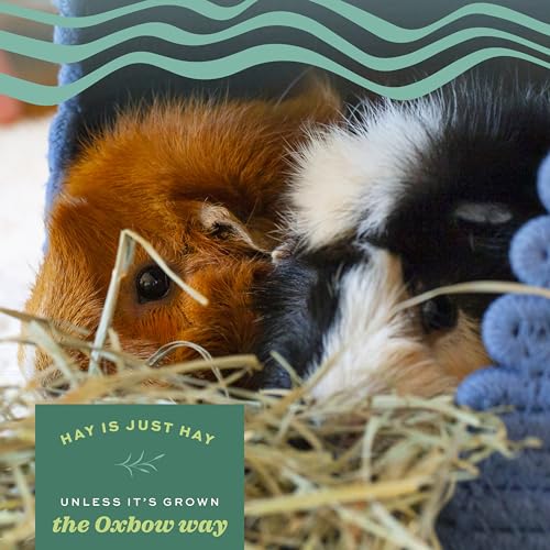 Oxbow Western Timothy & Orchard Grass Hay Blends for Small Pets, High-Fiber, Hand-Sorted Rabbit & Guinea Pig Hay, All Natural Grass Blend for Chinchillas, Bunnies & Guinea Pigs, Made in USA, 15 oz | Oxbow Timothy Hay, Bunny Hay For Rabbits, Guinea Pigs, B