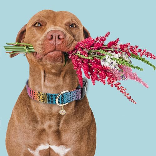 Faygarsle Bohemian Geometric Pattern Dog Collar for Small Medium Large Boys Girls Dogs M - color: Bohemian, size: Medium
