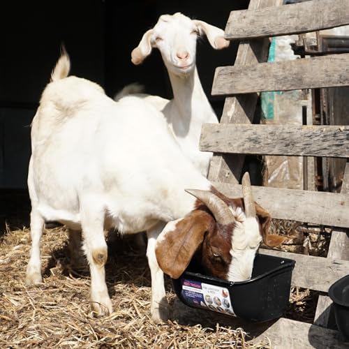 Goovilla Chicken Feeder Waterer, Hanging or Screw-in, 2 Pack 5 Quart, Black | With Clips and Screws, Goat Feeding Supplies, Duck Piglet Sheeple Coop Dog Livestock Poultry Plastic Feeder Trough Bucket - color: Black, size: 5 Quart