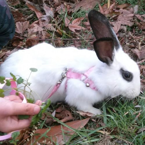 Hypeety Rabbit Harness with Leash Adjustable Nylon Vest for Small Animals | Adjustable 7.9-11.9'' chest, 7.1-10.3'' neck, escape-proof snap buckles, with bell lead for bunnies/guinea pigs/ferrets, pink - color: Pink