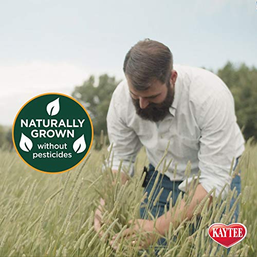 Kaytee Timothy Hay & Orchard Grass for Guinea Pigs, Rabbits & Other Small Animals, 48 oz - size: 3 Pound (Pack of 1)