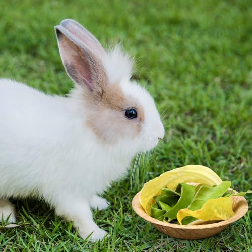 50 Pcs Disposable Palm Leaf Bowls Plates Set for Rabbits 4", Sturdy Bamboo Party Bowls Decorative Compostable Tableware for Bunnies Birthday Outdoor BBQ Picnic Wedding