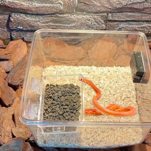 Reptile Suction Cup Feeder 2 Pack, Anti-Escape Food Bowl | for Gecko Lizard Iguana Chameleon Spider Frog Snake, Wall Mount Strong Suction Feeding Dish (White, M) - color: White, size: M
