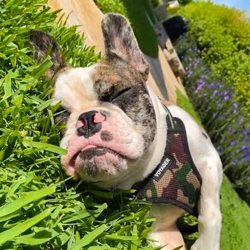 Voyager Step-in Flex Adjustable Dog Harness - Army, X-Small | 13 - 16" in Chest, Fully Adjustable, Reflective Bands, All Weather Breathable Air Mesh, Lightweight, Fast Drying - color: Harness (Army/Black Trim), size: XS