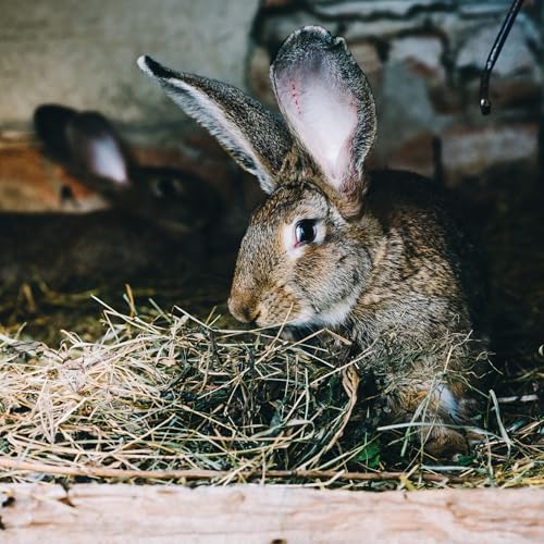 High Desert Alfalfa Hay for Young Rabbits and Guinea Pigs, 1 lb Box | Protein Rich Soft Leaf Forage, Ideal For Growing Kits And Nursing Mothers, Great Calcium Source, Hand Packed Fresh, Low Dust - size: 1 Pound (Pack of 1)