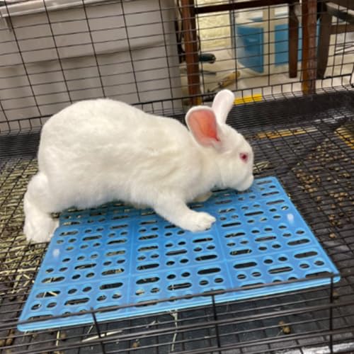 Hamiledyi 4 Piece Rabbit Feet Pad 13.4×9.8x0.4'' Hole Leak Water Design for Plastic Bunny Feet Pad Playpen Feet Mats Plastic Rabbit Cage Mat for Guinea Pig Hamster Chinchilla Ferret - color: 2 white+2 blue