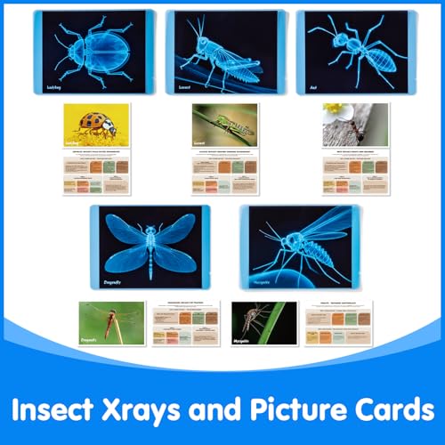Insect Xrays – Bug Science Kit - Light Table Accessories | Bug Detectives for Kids, STEM Learning Insect X-Ray Set - style: Insect Series