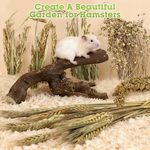 Tfwadmx 2PCS Wood Hamster Climbing Branches & Small Animal Natural Ear of Grain Spray Hamster Bedding Habitat Decor Rat Exercise Toys Treat Cereal Grain for Hamsters Gerbils