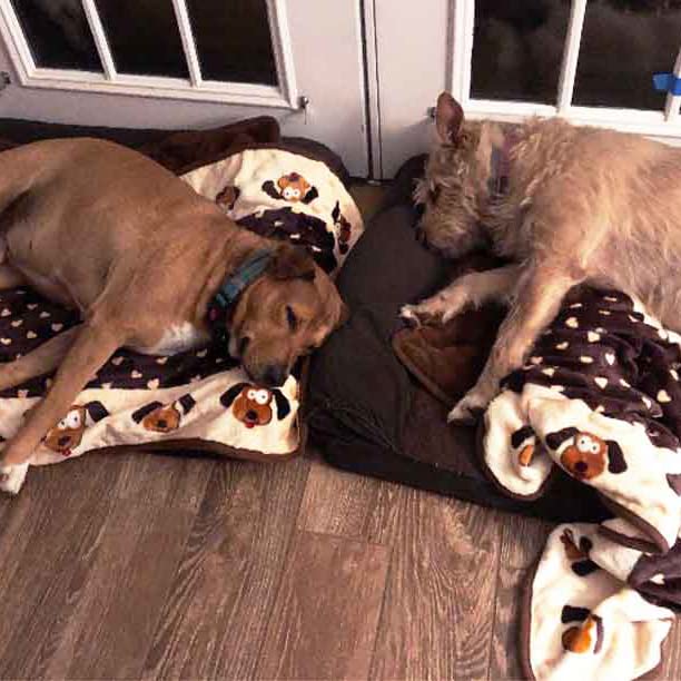 SmartPetLove Snuggle Puppy Blanket for Pets - Warm & Cozy Dog Blanket for Small Dogs - Machine Washable Dog Blanket - color: Neutral