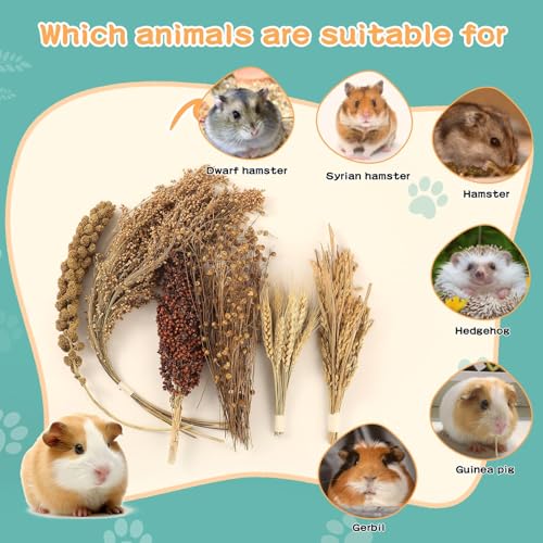 Hamster Spray Set - Natural Snack Grains & Chew Toys for Cage Decoration Accessories, Soft Bedding for Dwarf Syrian Hamsters, Gerbils, Mice & Small Pets - size: 6 Kinds of Grains