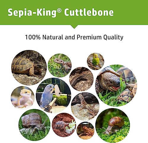 Sepia King - Medium - 100% Natural Calcium Supplement - Premium Cuttlebone Perfect for Birds, Tortoises, Snails, Reptiles - 12 Pack