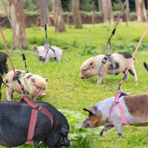 YeeBeny Mini Pig Harness Adjustable with Leash Foam Handle Gren, S | Adjustable Small Pig Harness with Leash Infinity Style Lead and Soft Foam Handle for Walking Training Jogging - color: Gren, size: S