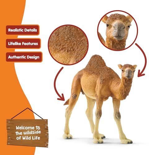 schleich Wild Life - 4" Dromedary Figurine with Realistic Hump - Durable Safari Camel Toy for Tactile Imaginative Play - Desert Animal Figure Educational Toy for Children - Kids Ages 3+ | 14832
