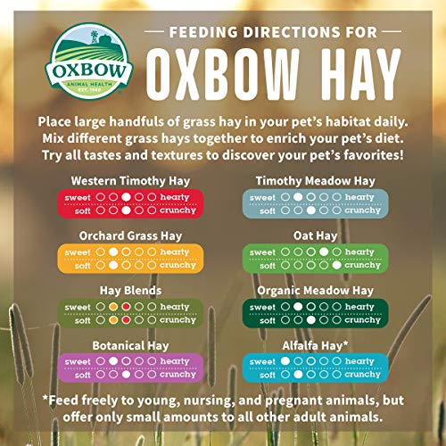 Oxbow Timothy Hay, Rabbit & Guinea Pig Hay, High Fiber for Digestive Health, Grown in the USA, Veterinarian Recommended Small Pet Supplies, for Rabbits, Guinea Pigs, & Chinchillas, 15 oz. (Pack of 2) - size: 15 Ounce (Pack of 2)