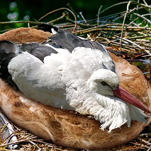 120g/4.23 oz Bird Nesting Materials Mixing Parakeet Nest Material Finch Bird Bedding Hideouts for Canary Coconut for Tree Trunks Cages Garden Yard Home Party Easter Decor