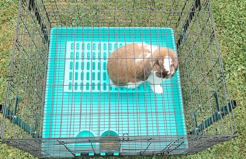 Saguaro Acres Rabbit and Small Animal Cage Resting Mat for Wire Floored Cages 2 Pack (Purple & Teal) - color: Purple & Teal