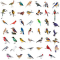 47pcs Bird Stickers for Bird Lovers - DIY Crafts and Stationery Decoration, Vivid UV Crystal Bird Decals for Scrapbook, Phone Case, Notebook and Daily Items - style: Bird Stickers