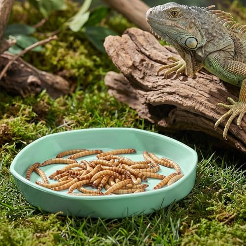 6 Pack Plastic Water Feeder Bowl Small Reptile Food Dish Bowl Reusable Worm Water Dish Plate Small Reptile Feeding Dishes for Lizard Gecko Bearded Dragon Chameleon Hermit Crabs 4" W x 4" D x 0.5" H
