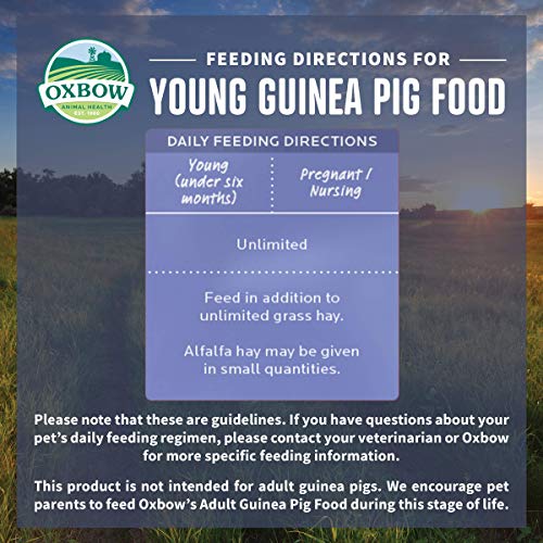 Oxbow Garden Select Young Guinea Pig Food, Uniform Guinea Pig Pellets, 4 lb | Guinea Pig Food, Timothy Hay, Alfalfa, High Fiber for Digestive Health, Vitamins & Minerals, Prevents Selective Feeding - size: 4 Pound (Pack of 1)
