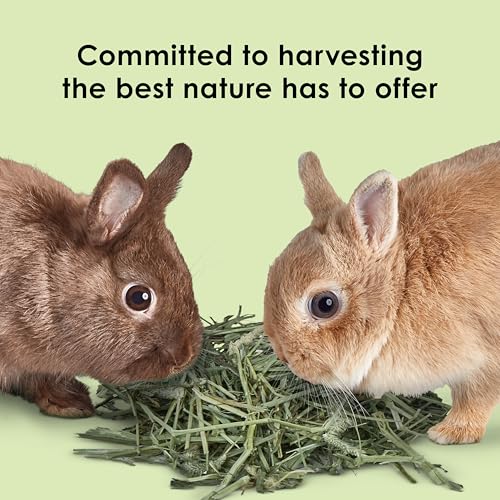 Kaytee Wafer Cut All Natural Timothy Hay for Pet Guinea Pigs, Rabbits & Other Small Animals, 11.25 Pounds - size: 11.25 Pound (Pack of 1)