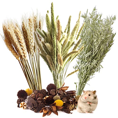 Natural Ear of Grain Flower&Herb Bedding Mate Habitat Decor, Adding Fun Hamster Accessories for Hamsters Gerbils Lemming - color: Wheat
