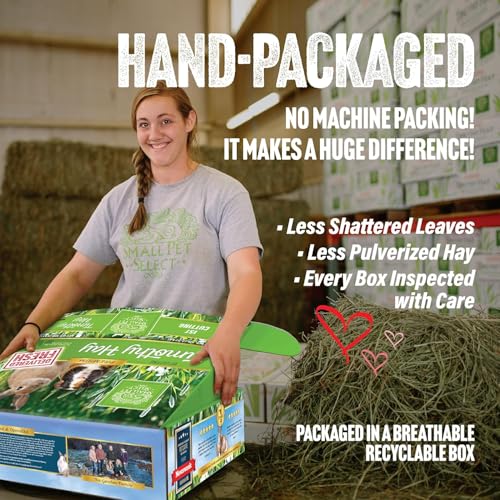 Small Pet Select 1st Cutting Timothy Hay for Rabbits & Guinea Pigs, 20 lb | High Fiber Natural Hay, Grown in USA, Long Coarse Strands for Dental Wear, For Chinchillas, Hamsters, Bunnies & Small Pets - size: 20 Pound (Pack of 1)