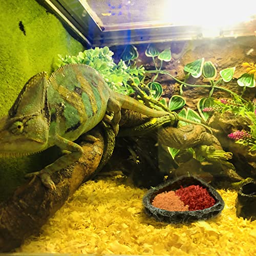 Reptile Feeding Dish Water Bowls 2 Pack Food Dish Water Dish Reptile Dish with Breadworm Feeding for Dragon Leopard Gecko Lizard Spider Scorpion Chameleon ((Round + Corner) Bowl+Tongs) - color: (Round + Corner )Bowl+Tongs