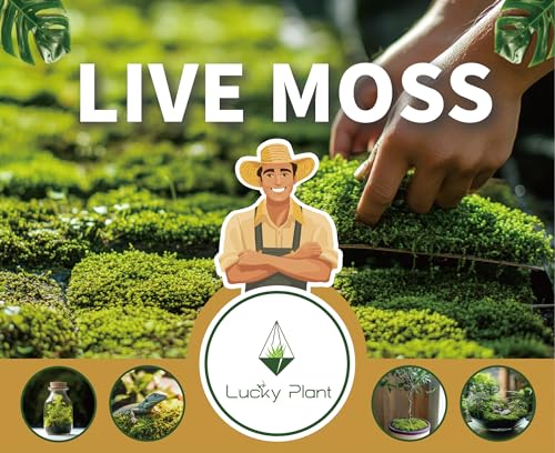 Live Moss for Terrarium Bedding & Reptile Enclosures | Moisture-Holding Layer, Humid Hide Accent, Forest-Floor Look, Easy to Trim, For Frogs, Geckos, Turtles, Snakes