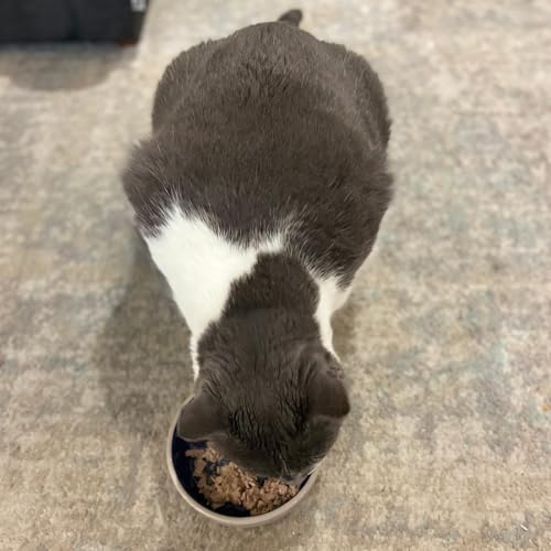 SPOT Ceramic Dish - Whisker-Friendly, Low-Edge Saucer for Cats, Birds, Reptiles, Ideal for Wet or Dry Food, Dishwasher Safe, 5.25-inch Diameter, Capacity: 2 Cups (16 Oz)