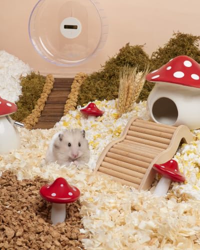 Niteangel Hamster Chew & Decor Toys: Pack of 2 Mushroom-Shape & Beech Wood | Chew-Friendly Design to Control Tooth Overgrowth for Syrian Dwarf Hamster Gerbils Mice Lemming Degu or Other Small-Sized Pets - size: Mushroom-Shape