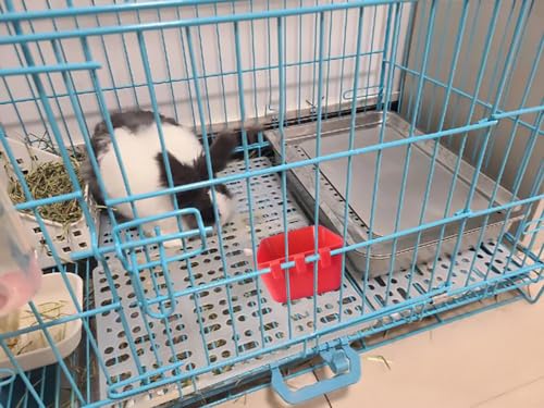 Pack of 20 Cage Cups Birds Feeders Seed Bowl Chicken Feeding Watering Dish Rabbit Water Food Hanging Wire Cages Box 16 oz Coop Cups for Pet Parrot Parakeet Game Fowl Poultry Pigeon - color: Red Square 20 packs 16oz