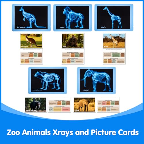 15 Pcs Zoo Animal Xrays for Kids - Light Table Manipulatives | Vet Role Play, Light Table Accessories, and Bone Structure Exploration - style: Zoo Series