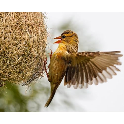 Coconut Fiber for Bird Nests Bird Nesting Material Coconut Bird Nest Finch Coconut Fiber Pet Bedding Substrate for Laying Eggs, Resting Materials, Hummingbird Parakeet Lovebirds