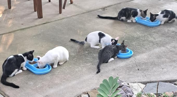 Ant Proof No Spill Cat Dog Pet Bowl 32 Oz Spill Proof Food Water Bowls Dish for Small to Medium Size Dogs Cats by With You6688