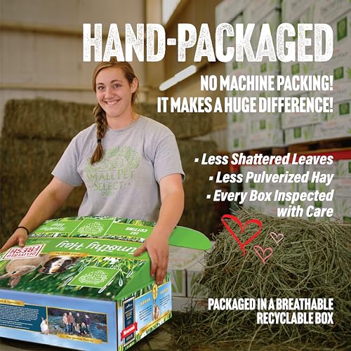 Small Pet Select 1st Cut Timothy Hay Pet Food for Rabbits, Guinea Pigs, and Other Small Animals, Easy to Store Box, 10 LB | High Fiber Natural Hay, Grown in USA, Long Coarse Strands for Dental Wear, For Chinchillas, Hamsters, Bunnies & Small Pets - size: