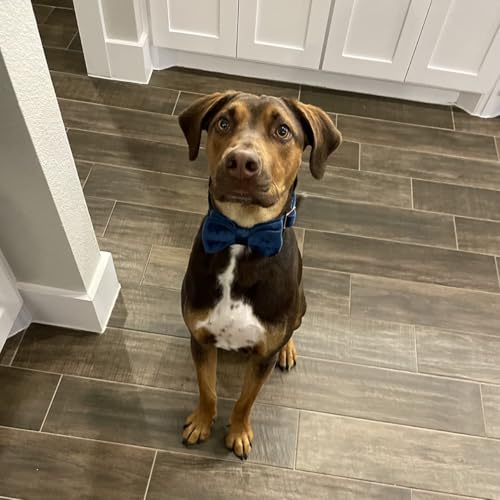 ARING PET Bowtie Dog Collar-Velvet Dog Collars with Removable Bowtie, Cute & Comfortable Dog Collar. - color: B-Navy Blue, size: X-Small (Pack of 1)