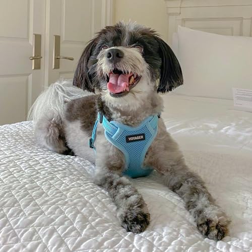 Voyager Step-in Flex Adjustable Dog Harness - Baby Blue, X-Small | 13 - 16" in Chest, Fully Adjustable, Reflective Bands, All Weather Breathable Air Mesh, Lightweight, Fast Drying - color: Harness (Baby Blue), size: XS