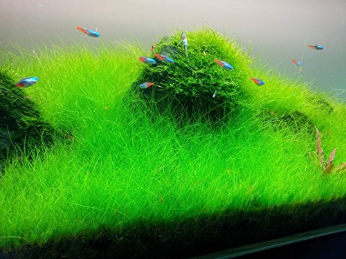 Dwarf Hairgrass on 3 x 5 mat - Foreground Carpet Aquarium Plant