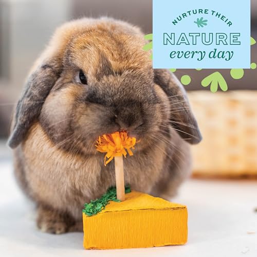 Oxbow Birthday Party Pack, Rabbit & Guinea Pig Toys, Bunny Enrichment Toys | Rabbit Chew Toys, Guinea Pig Enrichment, Guinea Pig Chew Toys, Rabbit Enrichment, Natural Materials, Small Pet Accessories - style: Birthday Pack