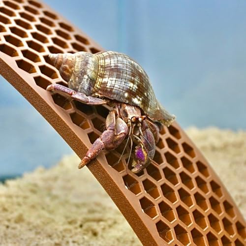 Hermit Crab Ladder Ramp Climbing Toy | Hermit Crab Tank Enrichment Decor | Hermit Crab Decoration Accessories Supplies Toys Ornaments