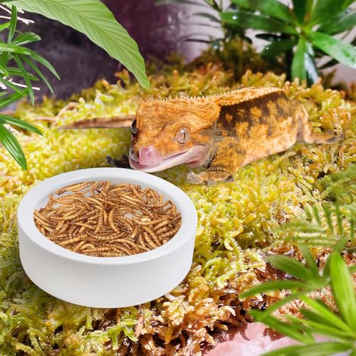 Tfwadmx 6 Pack Reptile Food Bowl, Mini Ceramic Water Feeder Bowl, Reptile Worm Feeding Dish for Lizard Turtle Bearded Dragon Anoles Crested Gecko Hermit Crab Leopard Gecko Chameleon Corn Snake - size: 6 Pcs 2.7 '' x 0.8 ''