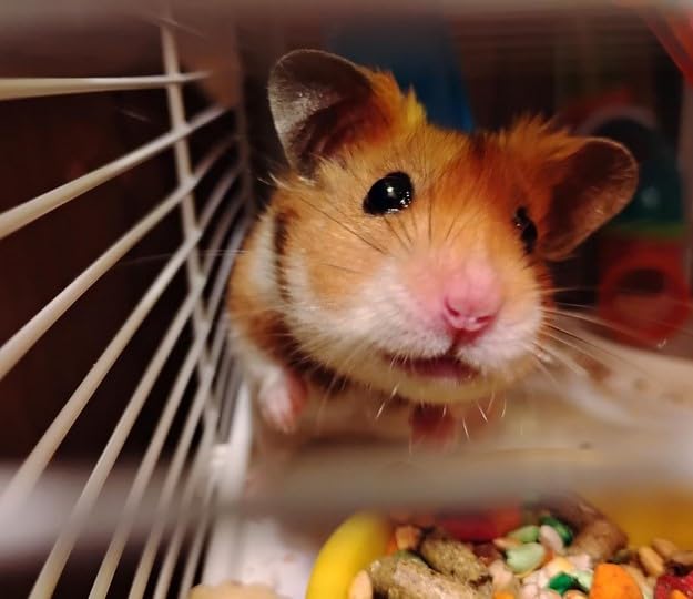 Extra Large 23" Multi-Tiers Easy Setup Hamster Palace Gerbil Habitat Mouse House Mice Home Critters Cage Complete Set of Accessories Expandable Customizable Hide House Food Bowl Running Wheel