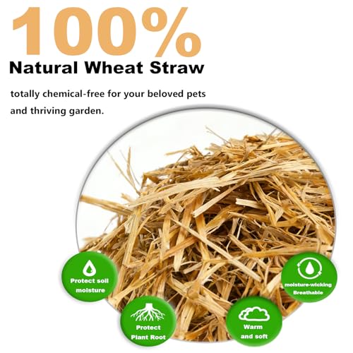 Natural Wheat Straw - 2LB Dry Clean Soft Decorative Straw Bale | Stray Cats Dogs Shelter,straw bedding for cats, Warm Chicken Coop Yard Farm Pets Bedding Garden Mulch Weed Cove - color: 2LB